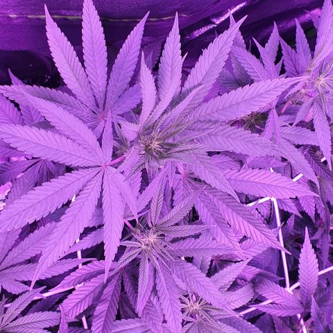 3RH #1 growlog timeline photo