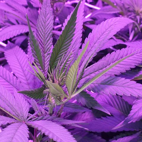 3RH #1 growlog timeline photo