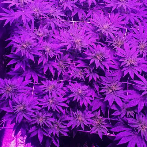 3RH #1 growlog timeline photo