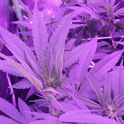 3RH #1 growlog timeline photo