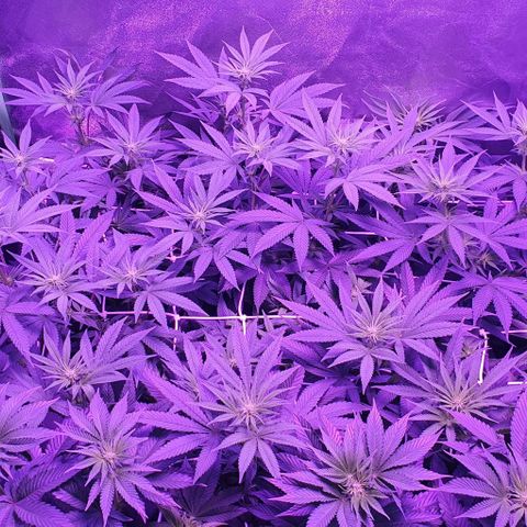 3RH #1 growlog timeline photo