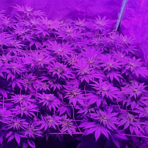 3RH #1 growlog timeline photo