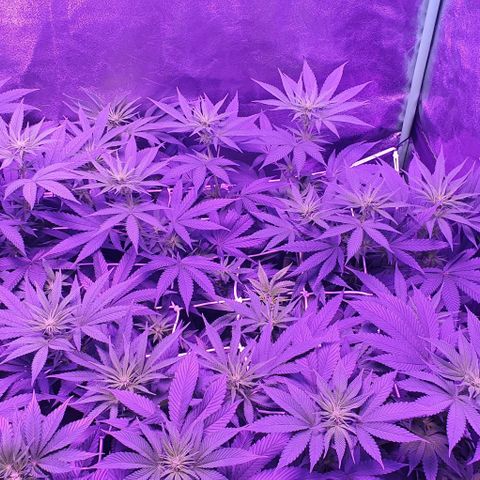 3RH #2 growlog timeline photo