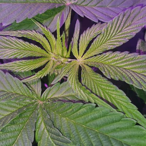 3RH #1 growlog timeline photo