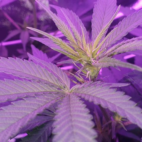 3RH #1 growlog timeline photo