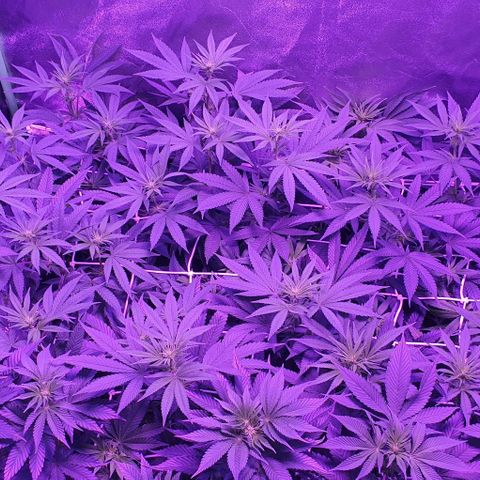 3RH #1 growlog timeline photo