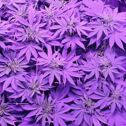 3RH #2 growlog timeline photo