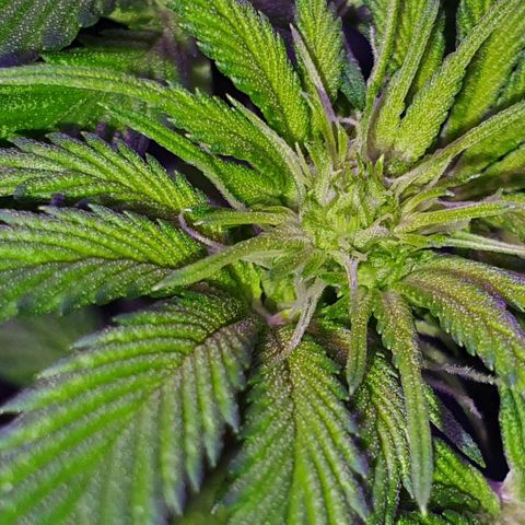 3RH #1 growlog timeline photo