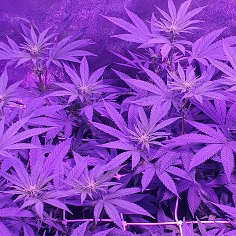 3RH #1 growlog timeline photo
