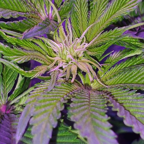 3RH #1 growlog timeline photo