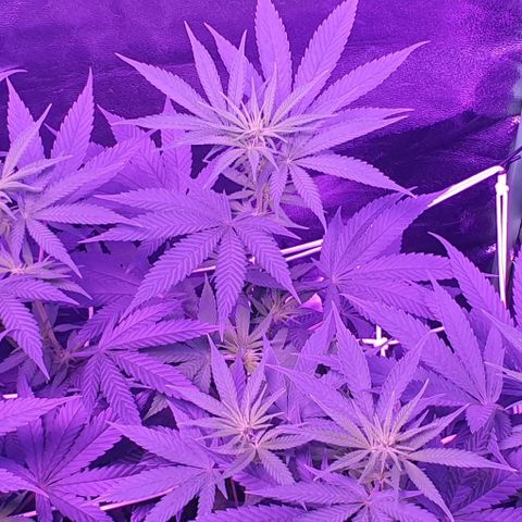 3RH #1 growlog timeline photo
