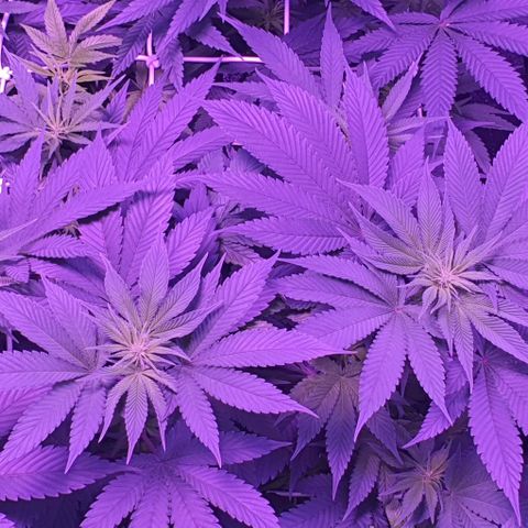 3RH #1 growlog timeline photo