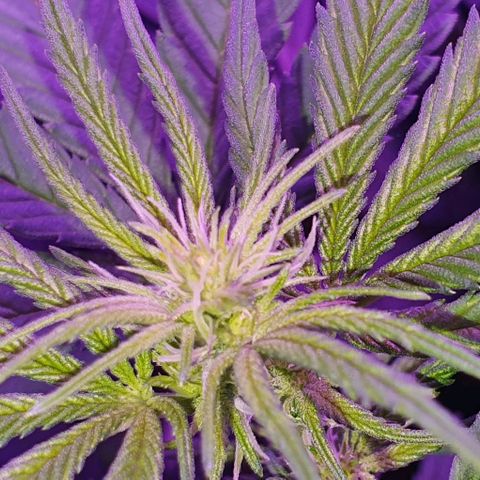 3RH #1 growlog timeline photo