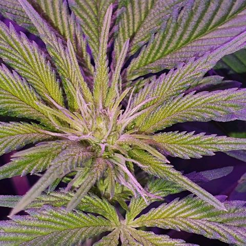 3RH #1 growlog timeline photo