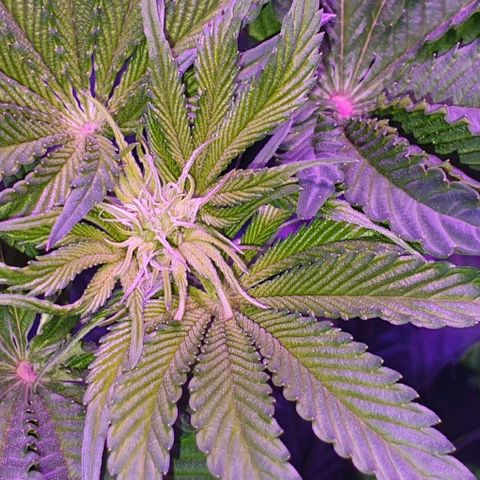 3RH #1 growlog timeline photo