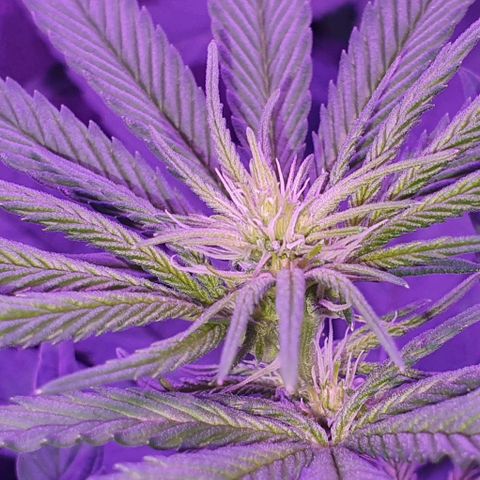 3RH #1 growlog timeline photo