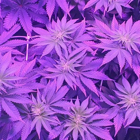 3RH #1 growlog timeline photo