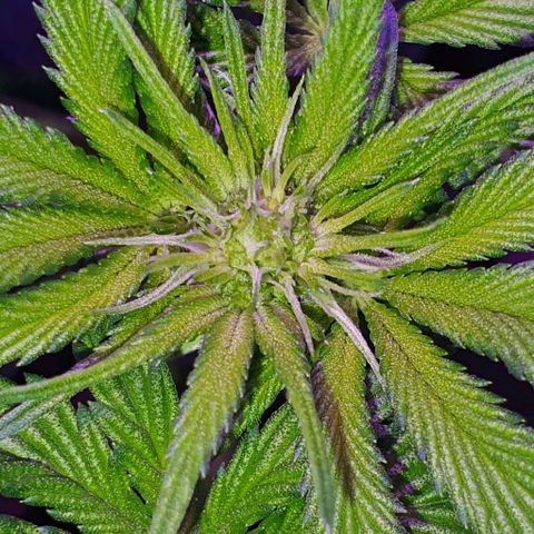 3RH #1 growlog timeline photo