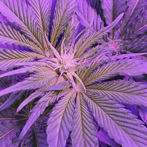 3RH #1 growlog timeline photo
