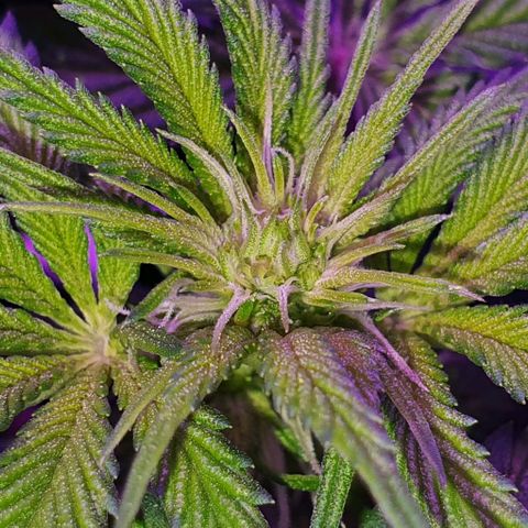 3RH #1 growlog timeline photo