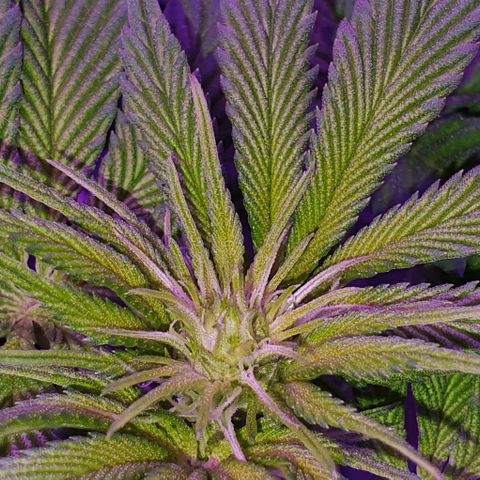 3RH #1 growlog timeline photo