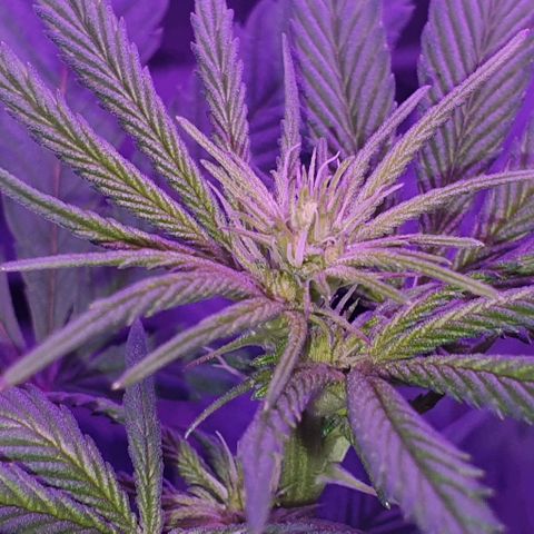 3RH #1 growlog timeline photo