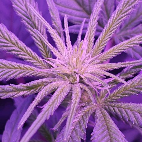 3RH #1 growlog timeline photo
