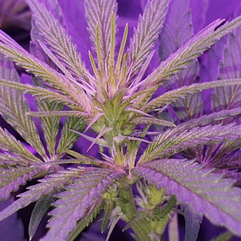 3RH #1 growlog timeline photo