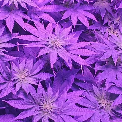 3RH #1 growlog timeline photo