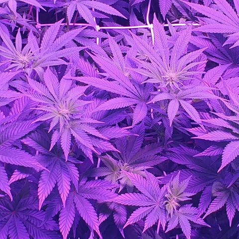 3RH #1 growlog timeline photo