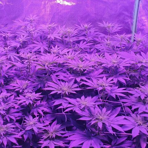 3RH #1 growlog timeline photo