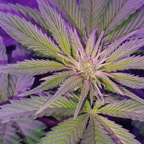 3RH #1 growlog timeline photo