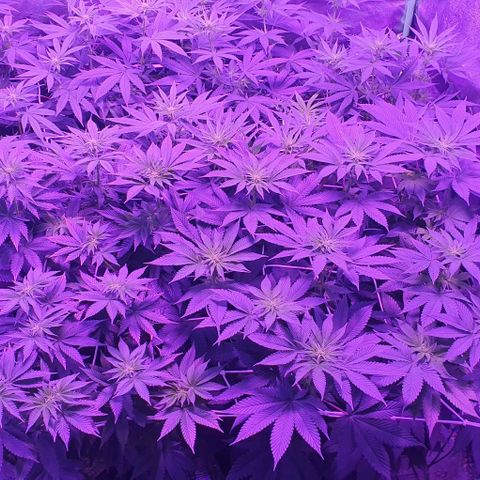 3RH #1 growlog timeline photo