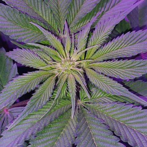 3RH #1 growlog timeline photo