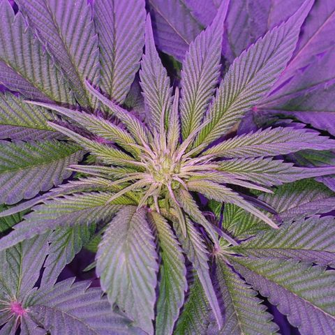 3RH #1 growlog timeline photo