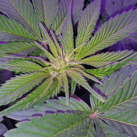 3RH #1 growlog timeline photo
