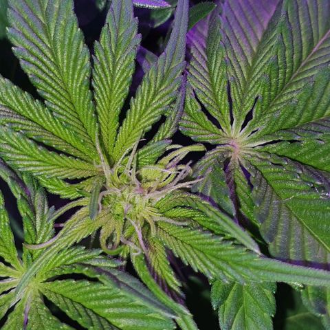 3RH #1 growlog timeline photo