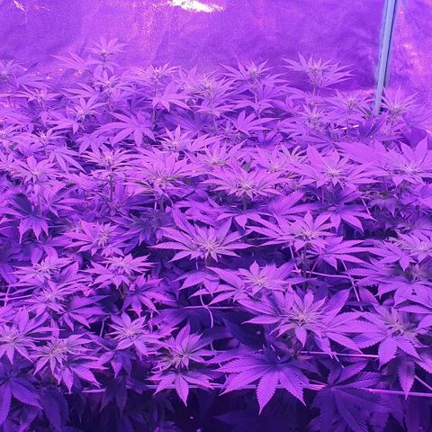 3RH #1 growlog timeline photo