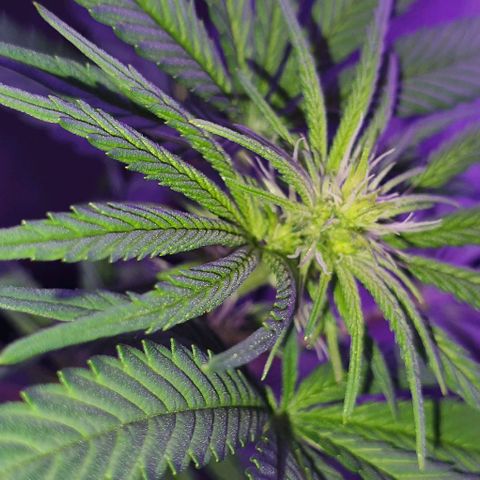 3RH #1 growlog timeline photo