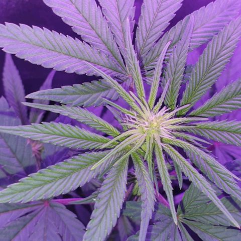 3RH #1 growlog timeline photo
