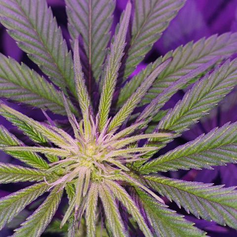 3RH #1 growlog timeline photo