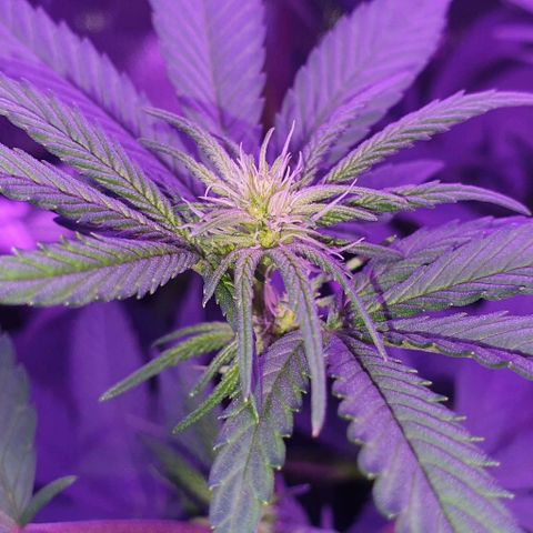 3RH #1 growlog timeline photo