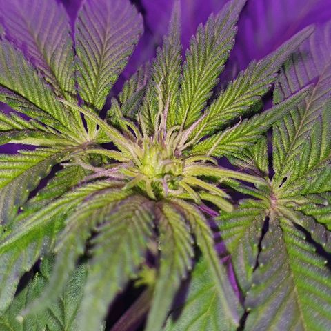 3RH #1 growlog timeline photo