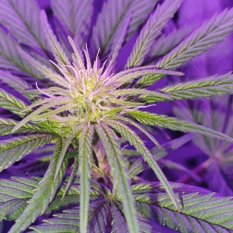 3RH #1 growlog timeline photo