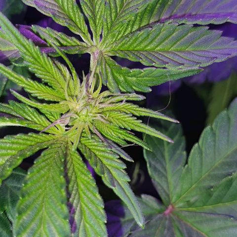 3RH #1 growlog timeline photo