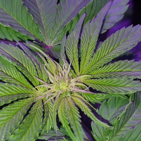 3RH #1 growlog timeline photo