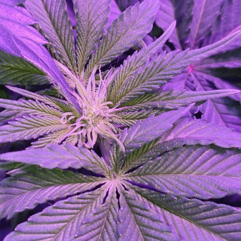 3RH #1 growlog timeline photo