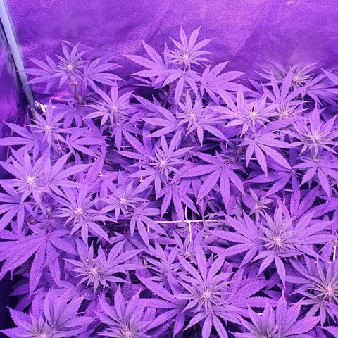 3RH #1 growlog timeline photo