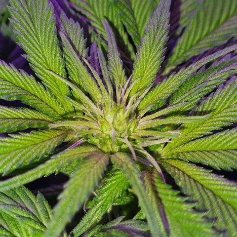 3RH #1 growlog timeline photo