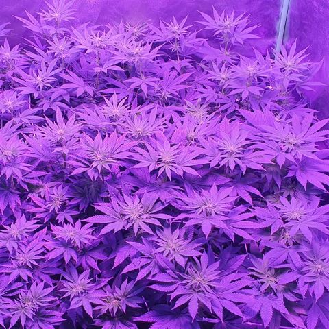 3RH #1 growlog timeline photo